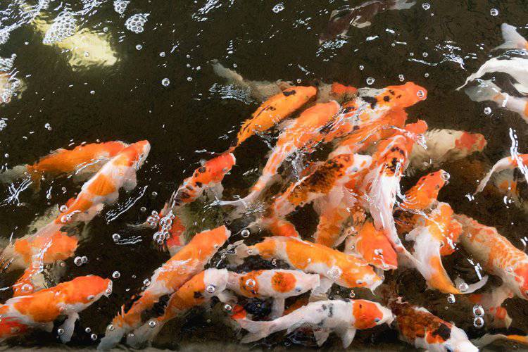 长兴锦鲤观赏鱼30公分红白淡水人工养殖可基地现场挑鱼