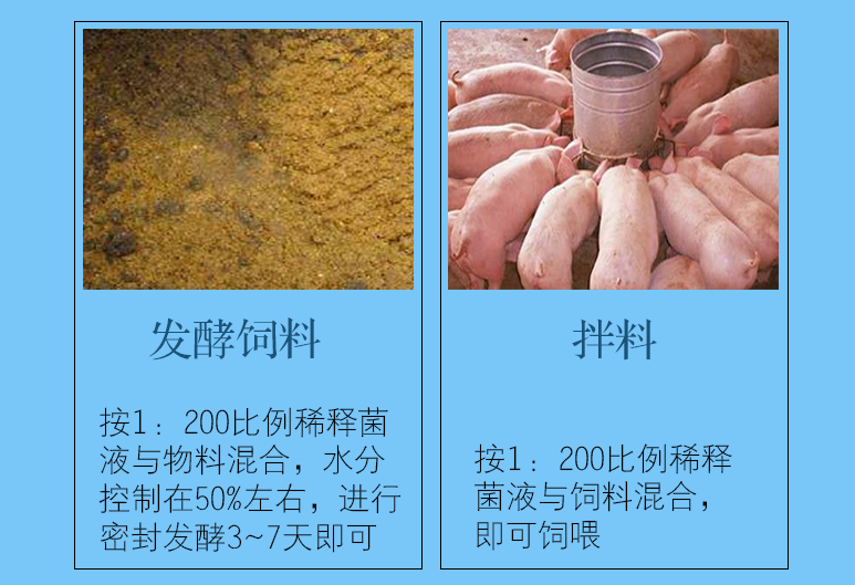 南靖县发酵豆渣喂牛用养殖菌种