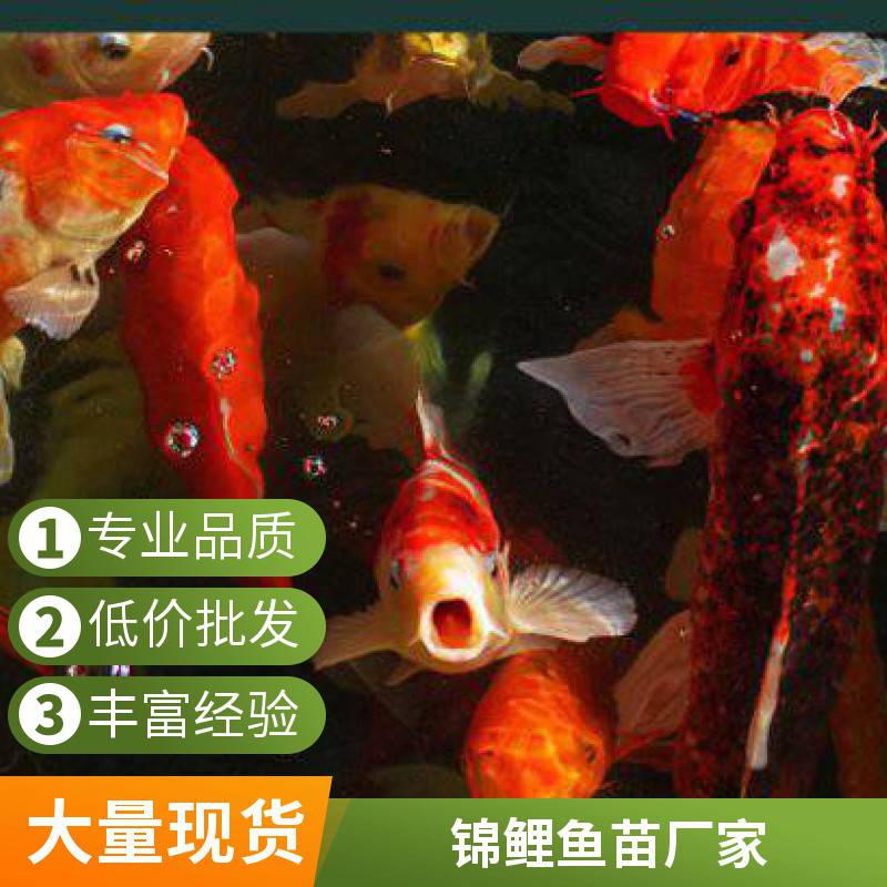 江 苏锦鲤，优质锦鲤鱼 观赏鱼 吃奶鱼 耐活好养 发货速度快