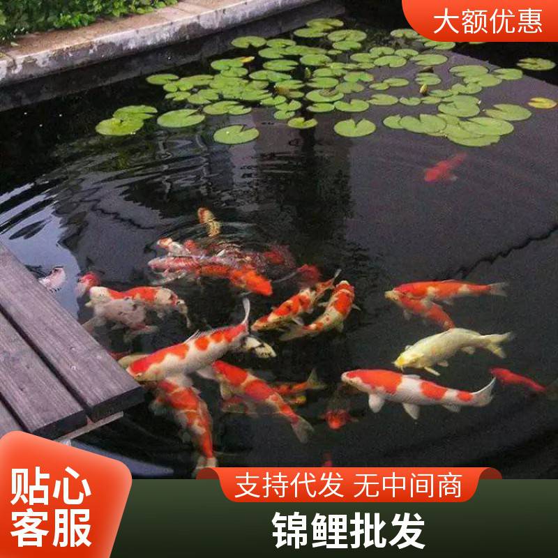 宁波锦鲤 全红鱼 观赏鱼 吃奶鱼 耐活好养 发货速度快