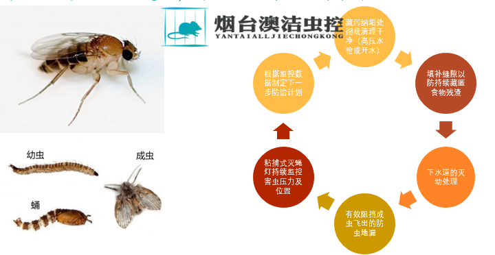 潍坊高密市虫害分析图澳洁虫控威海杀虫